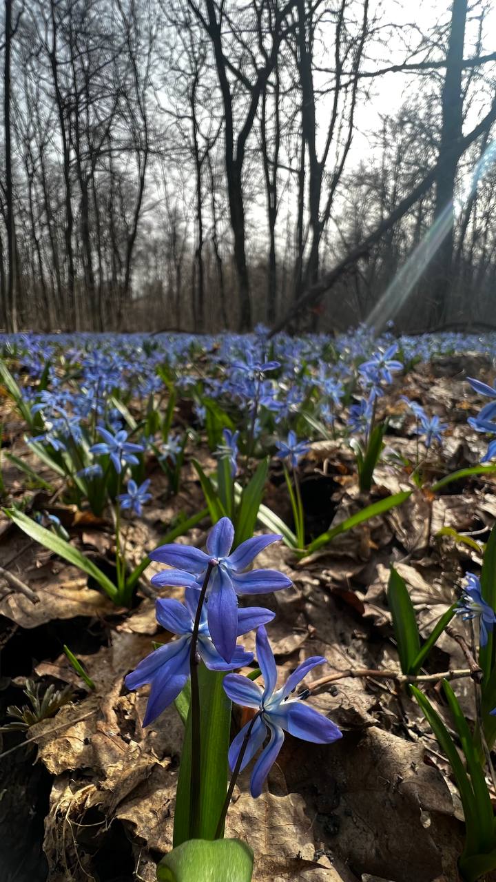 Лучше весны ещё ничего не придумали 💚🌼🌸